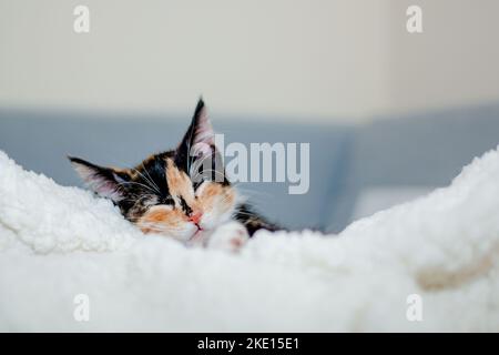 Calico Resting on Soft Blanket Stock Photo