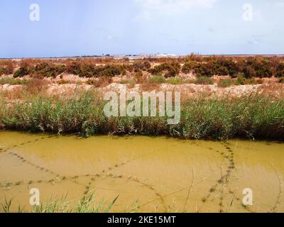 Regional Reserve of las Salinas y Arenales de San Pedro del Pinatar (Region of Murcia, Kingdom of Spain) Stock Photo