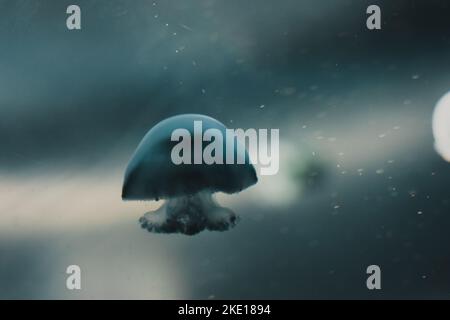 white Jellyfish dansing in the dark blue ocean water. Stock Photo