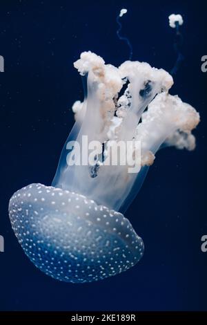 White jellyfish dance in dark blue ocean water Stock Photo - Alamy