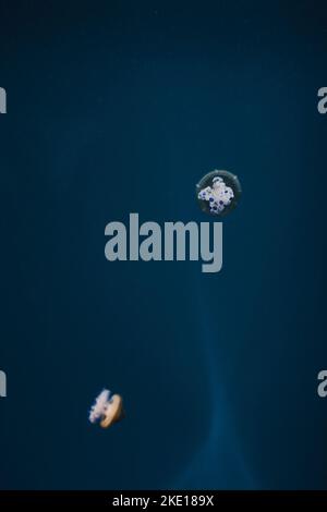 White jellyfish dance in dark blue ocean water Stock Photo - Alamy
