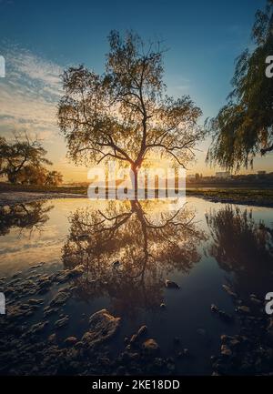 Old willow tree reflected in a water puddle against sunset background Stock Photo