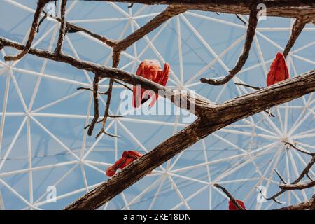 Close-up of red-pink pelican birds sitting on a dead tree branch under a blue sky in a zoo garden. Stock Photo