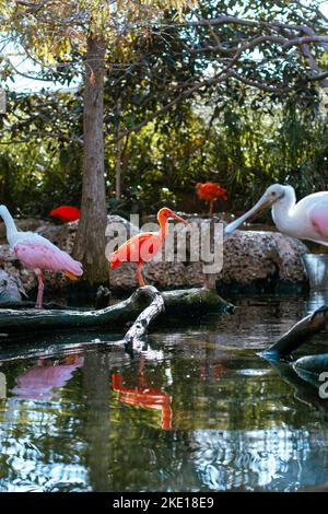 Pink and white pelicans standing on dead tree trunks in water in tourist attraction park with green trees and blue sky Stock Photo