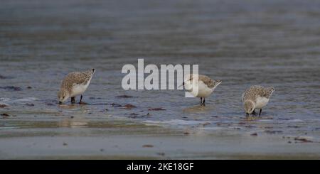 Three Sanderling (Calidris alba) wading , feeding and  probing their beaks into the sand   in the intertidal zone  catching food .Connemara. Stock Photo