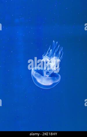 White jellyfish dance in dark blue ocean water Stock Photo - Alamy