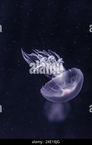 White jellyfish dance in dark blue ocean water Stock Photo - Alamy