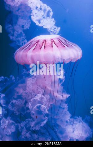 White Jellyfish dansing in the dark blue ocean water. Stock Photo
