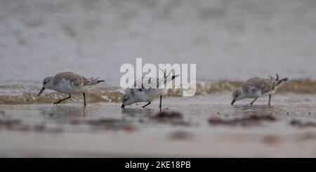 Three Sanderling (Calidris alba) in a row, feeding, probing their beaks into the sand   in the intertidal zone  catching food . Stock Photo