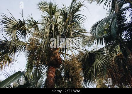 Close-up of green palm trees with blue sky from below. Stock Photo
