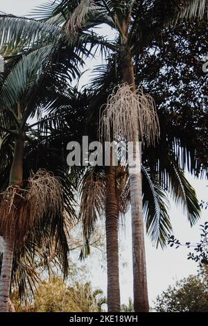 Close-up of green palm trees with blue sky from below. Stock Photo