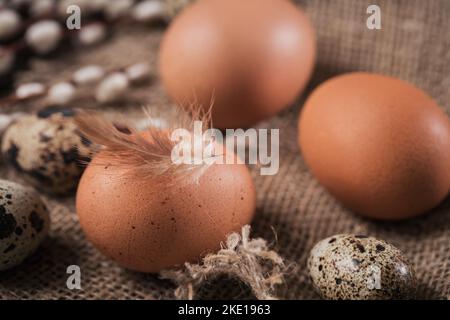 Chicken brown eggs and little quail eggs with brown feathers Stock Photo