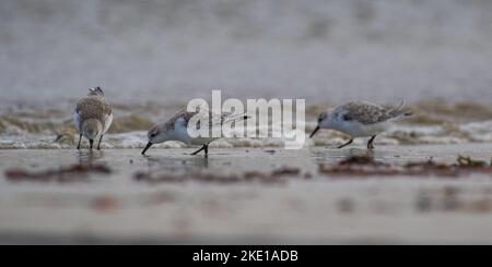 Three Sanderling (Calidris alba) feeding, probing their beaks into the sand   in the intertidal zone  catching food . Stock Photo