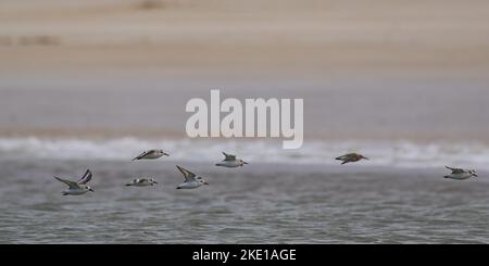 Flying Waders. A  flock of  Sanderling (Calidris alba) and a Knot  flying over the Atlantic Coast of Connemara , Ireland . Stock Photo
