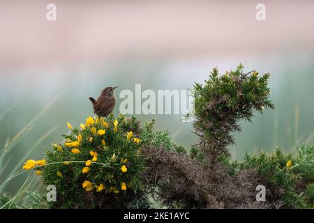 Wren perching on gorse bush, Scotland Stock Photo
