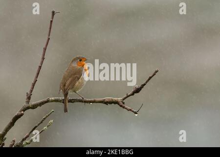 European robin singing in the rain. Cute British bird portrait Stock Photo