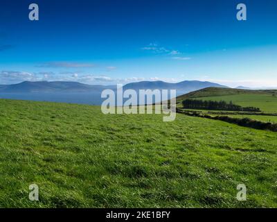 View from the Dingle Peninsula to the Iveragh peninsula with green grass, a blue ridge and a clear blue sky. Stock Photo