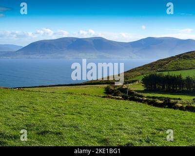 View from the Dingle Peninsula to the Iveragh peninsula with green grass, a blue ridge and a clear blue sky. Stock Photo