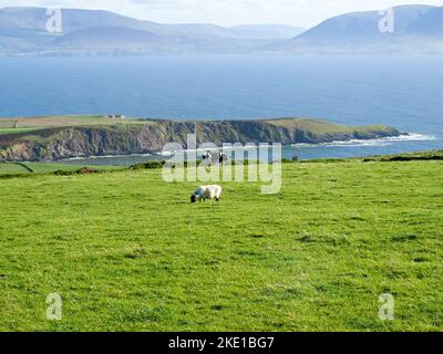 View from the Dingle Peninsula to the Iveragh peninsula with green grass, a blue ridge and a clear blue sky with grazing animals Stock Photo