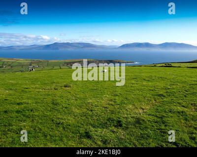 View from the Dingle Peninsula to the Iveragh peninsula with green grass, a blue ridge and a clear blue sky with grazing animals Stock Photo