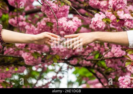 Young couple in love. The man holds the woman's hand. Family relationships. Hands, spring, love, hands. Lovers couple holding hands in a sakura. Young Stock Photo