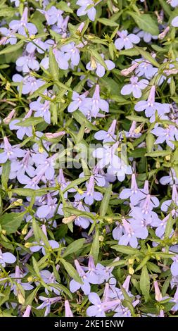 Lobelia blooming in garden with gently lilac flowers. Stock Photo