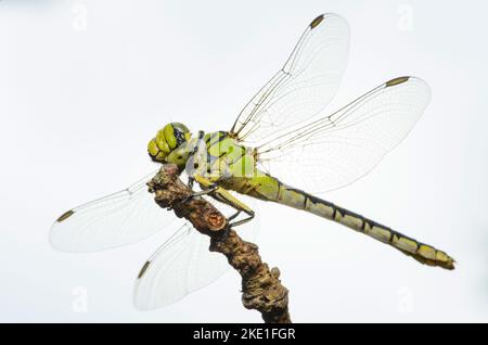 Large green dragonfly female green snaketail (Ophiogomphus cecilia) on a dry twig against the sky Stock Photo