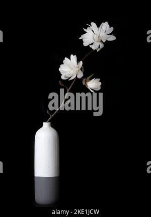 Beautiful white magnolia in a vintage vase. Stock Photo