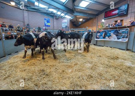 Cattle being auctioned at Carmarthen livestock market Stock Photo