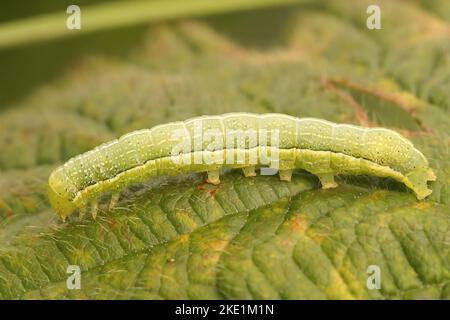 A close up of a Clouded drab (Orthosia incerta) caterpillar on a leaf Stock Photo