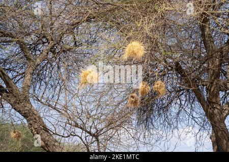 A few weaverbird nests on trees in the african savannah in Tanzania Stock Photo
