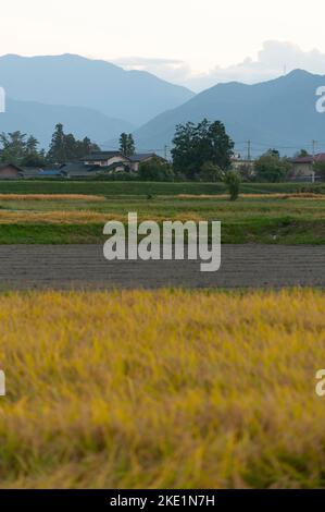 Dusk falls on ripening rice fields in the rural area of Azumino, Nagano, Japan. Stock Photo