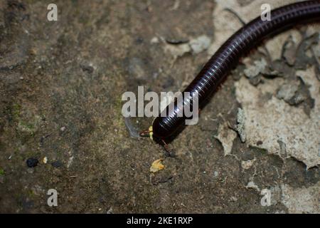Millipedes are a group of arthropods that are characterised by having two pairs of jointed legs on most body segments Stock Photo