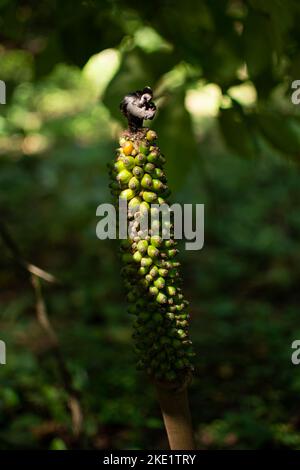 Amorphophallus konjac, often abbreviated to Konjac, is a perennial plant of Asia where it is cultivated as a food source Stock Photo