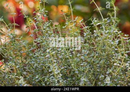 Thymus vulgaris herb plant thyme in a garden Stock Photo