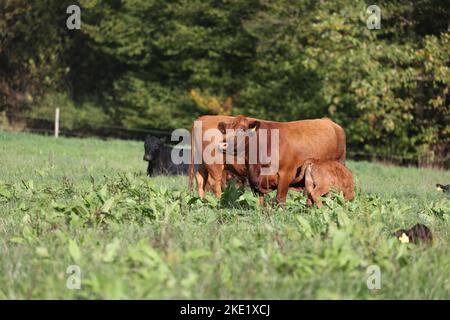 cute angus calf with mother cow on a meadow with green grass Stock Photo