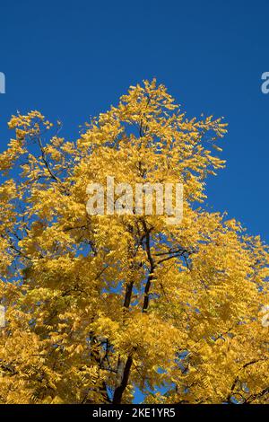 Germany: Yellow leaves on tree against blue sky Stock Photo