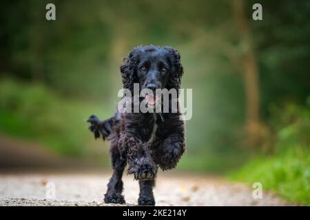 Black Working Cocker Spaniel running up a hill towards the camera with a very happy face - fun image, two paws in the air Stock Photo