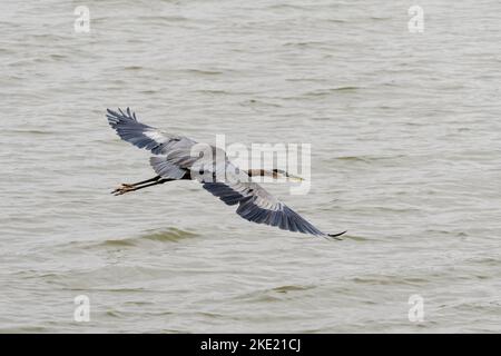 A great Blue Heron (Ardea herodias) flying over the water in Dover, Tennessee Stock Photo