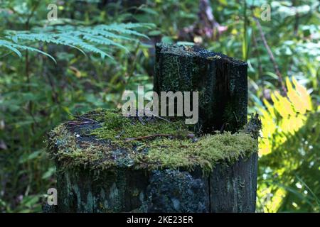 Old stump covered with moss, close-up in the thicket of the forest. Stock Photo