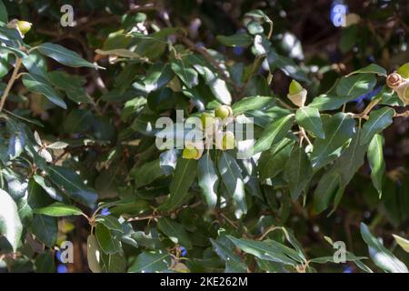 Holm Oak (Quercus ilex) tree branch and acorns Stock Photo