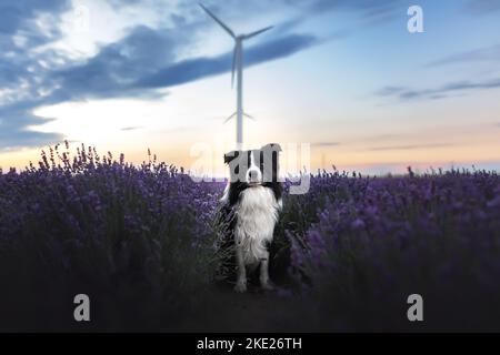 male Border Collie Stock Photo