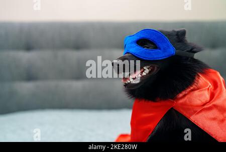 Schipperke super hero dog wearing mask. Stock Photo