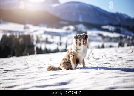 Miniature Australian Shepherd in winter Stock Photo
