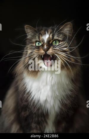 Norwegian Forest Cat Stock Photo