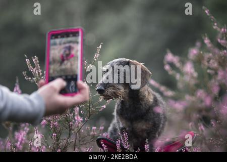 Dachshund in the summer Stock Photo