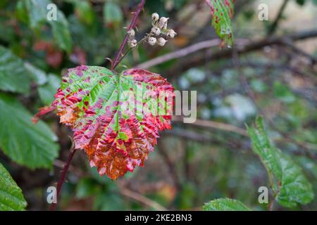 At the turn of the year, when autumn arrives, many trees and bushes show their particularly beautiful side. Stock Photo