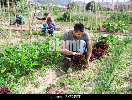 Man controlling process of growing plants in vegetable garden Stock Photo