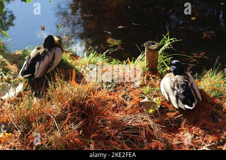 Mallard ducks chilling beside a pond in autumn in the late afternoon. Skeptical animals look quizzingly at camera. Concept for skeptical, best friend Stock Photo
