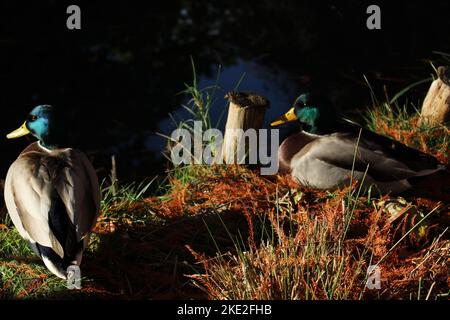 Mallard ducks chilling beside a pond in autumn in the late afternoon. Skeptical animals look quizzingly at camera. Concept for skeptical, best friend Stock Photo